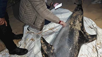 عُثر في السويس على الدولفين ذو الأنف الزجاجية