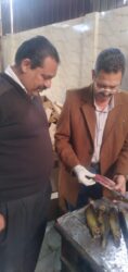 الطب البيطري بالغربية يضبط 8.5 طن اسماك مدخنة ومملحة غير صالحة للاستهلاك