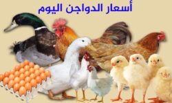 أسعار الدواجن البيضاء والبيض في مصر اليوم الأحد 13/4/2025