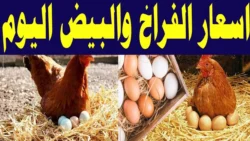 أسعار الدواجن والبيض في مصر اليوم الأربعاء 16 أبريل 2025