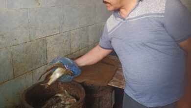 تموين شرق الإسكندرية يضبط فسيخ و رنجة مجهولة المصدر
