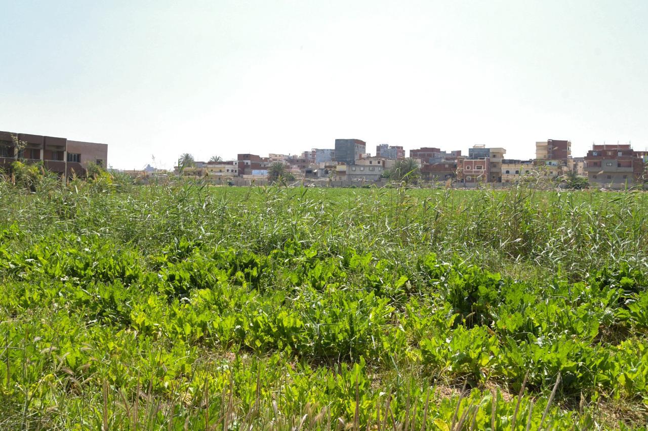 وزير الزراعة ومحافظ الإسكندرية حصرالأصول التابعة للوزارة ورفع كفاءتها