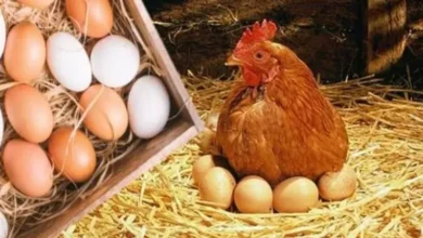 أسعار الدواجن وكرتونة البيض بالأسواق اليوم الجمعة 30 مايو 2025