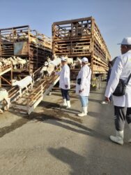 وزير الزراعة يتابع أعمال البعثة البيطرية المصرية للإشراف على الهدي والأضاحي بالمملكة العربية