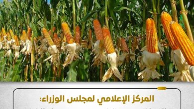 مجلس الوزراء: الدولة مستمرة في دعم محصول الذرة الشامية والزيادة الإنتاجية