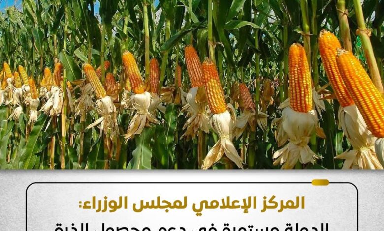 مجلس الوزراء: الدولة مستمرة في دعم محصول الذرة الشامية والزيادة الإنتاجية