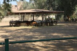 وزير الزراعة يتفقد أعمال التطوير بمحطة الزهراء للخيول العربية الأصيلة.