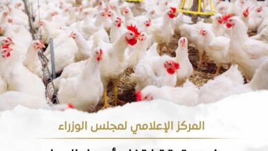 حقيقة ارتفاع أسعار الدواجن نتيجة نقص المعروض منها بالأسواق
