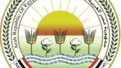 الزراعة: تحصين 12,665 كلبًا حرًا وتعقيم 1,593 منذ يناير 2026