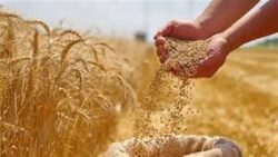 مدبولي يتابع توريد القمح ويؤكد سرعة صرف مستحقات المزارعين
