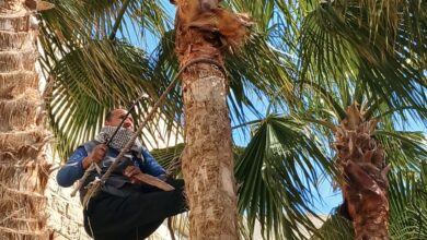 تنسيق وتقليم النخيل لاستقبال الزائرين بقلعة قايتباي في عيد الفطر المبارك