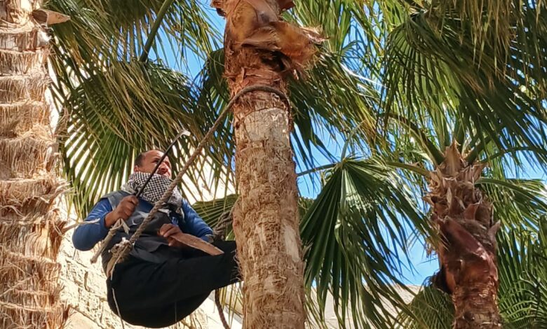 تنسيق وتقليم النخيل لاستقبال الزائرين بقلعة قايتباي في عيد الفطر المبارك 