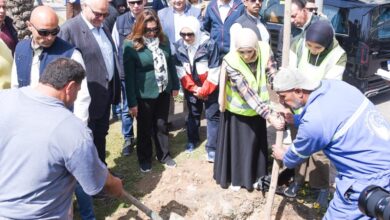 د.منال عوض زراعة 9460 شجرة لتعزيز الاستدامة البيئية وتحسين جودة الهواء بالثغر