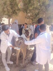 "طب بيطري سوهاج” تواصل إطلاق قوافلها الطبية البيطرية وتعالج ٩٨٠ حيوانًا بقرية المدمر