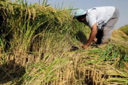 رئيس زراعة النواب يقترح مبادرة لإعفاء الفلاحين من غرامات الأرز