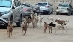 محافظ الجيزة يجهز شلاتر جديدة للكلاب الضالة ويعلن خطة حاسمة للنظافة