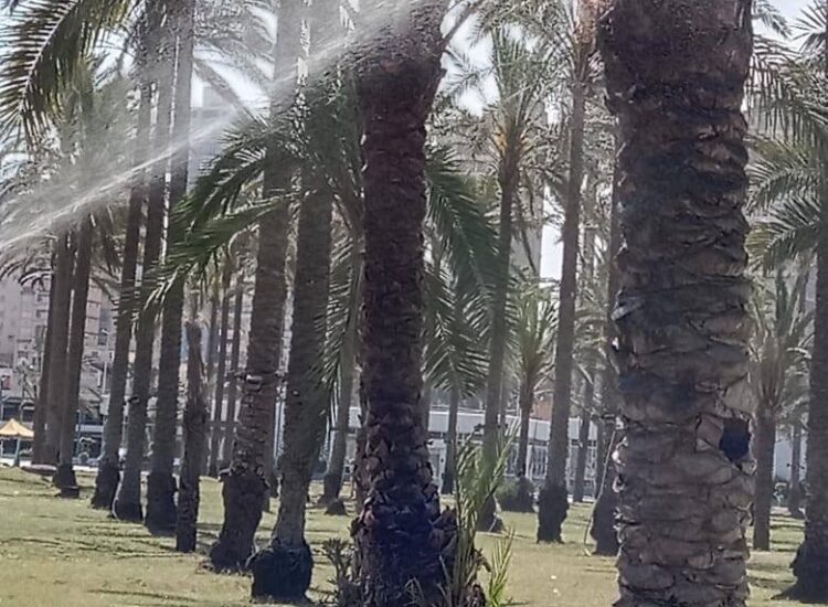 زراعه الإسكندرية فحص ومعالجة جذوع النخيل بحدائق المنتزة للحفاظ على الثروة النباتية