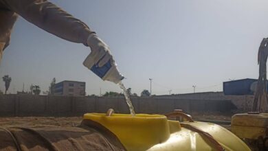 مديرية الزراعة بالإسكندرية إجراءات وقائية ضد حشرة النمل الأبيض تحت أرضي
