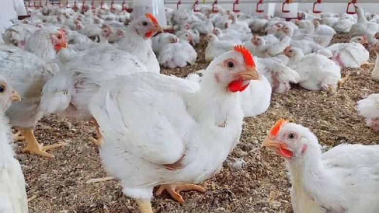 شعبة الدواجن: أسعار الفراخ البيضاء تهبط 17.6% لـ 70 ج بالمزرعة من نحو 85 ج إلى حوالي 70 ج.