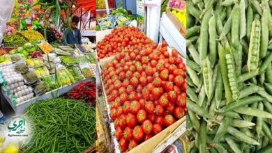 وزارة التموين بدأت اليوم السبت طرح الطماطم بسعر 20 جنيهًا