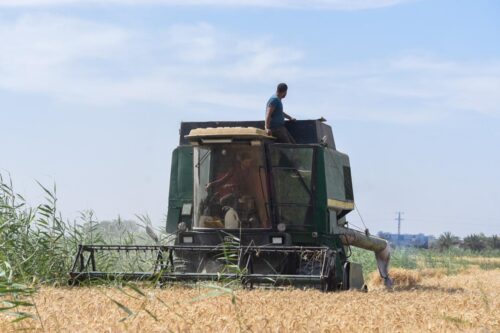 محافظ الإسكندرية تأمين المحاصيل الاستراتيجية ركيزة أساسية للأمن الغذائي