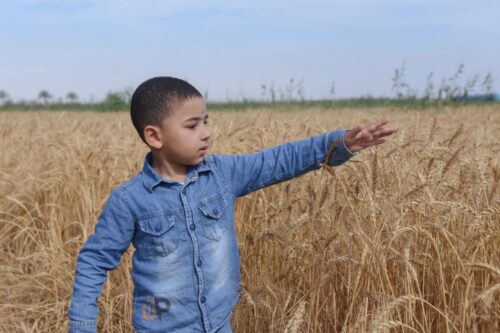 محافظ الإسكندرية تأمين المحاصيل الاستراتيجية ركيزة أساسية للأمن الغذائي