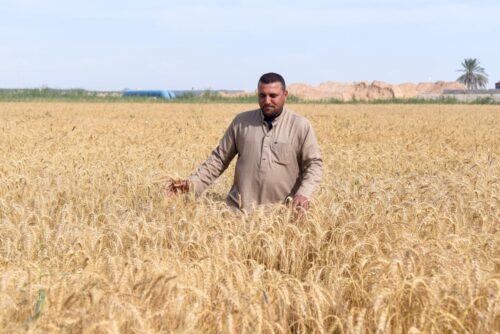 محافظ الإسكندرية تأمين المحاصيل الاستراتيجية ركيزة أساسية للأمن الغذائي