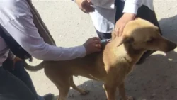 الجيزة تحاصر الكلاب الضالة بتحصين 7 آلاف كلب وتعقيم 1294 بإمبابة