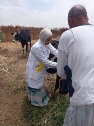 الزراعة واستصلاح الأراضي: مواصلة أعمال الحملة القومية لتحصين الماشية ضد مرضي الحمى القلاعية وحمى الوادي المتصدع