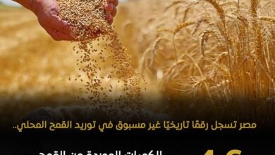 الزراعة:طفرة غير مسبوقة في توريد محصول القمح للموسم الحالي