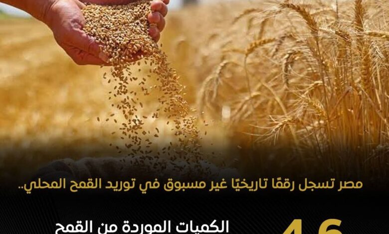 الزراعة:طفرة غير مسبوقة في توريد محصول القمح للموسم الحالي