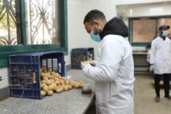 وزارة الزراعة تعلن جهود المعمل المركزي لفحص البطاطس