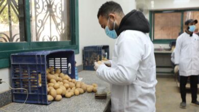 وزارة الزراعة تعلن جهود المعمل المركزي لفحص البطاطس