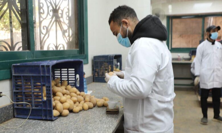 وزارة الزراعة تعلن جهود المعمل المركزي لفحص البطاطس