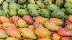 محافظة الإسماعيلية تلغي مهرجان المانجو تضامنا مع أسر ضحا-يا حاد-ث الدواويس