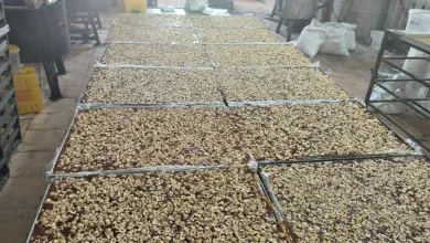 ضبط 30 طنًا و444 كجم من خامات ومنتجات حلاوة المولد مجهولة المصدر وغير صالحة بالإسكندرية