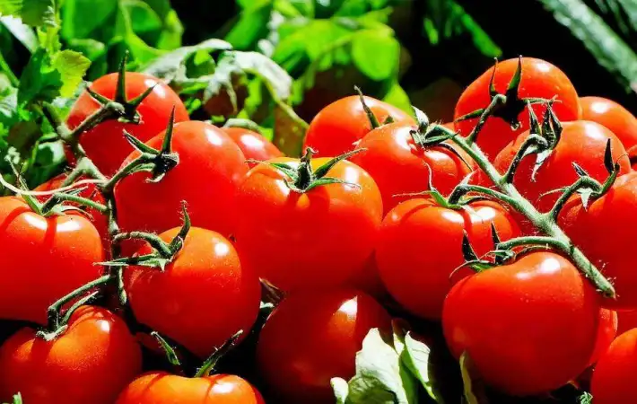 نقيب الفلاحين:إرتفاع في أسعار الطماطم