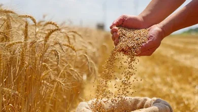 مصر: توقف مشتريات القمح منذ شهرين مع اقتراب التحول إلى الدعم النقدي