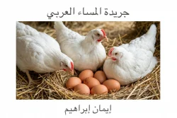 إرتفاع أسعار الدواجن والبيض اليوم بالأسواق