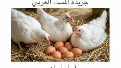 إرتفاع أسعار الدواجن والبيض اليوم بالأسواق