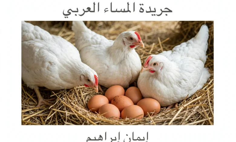 إرتفاع أسعار الدواجن والبيض اليوم بالأسواق
